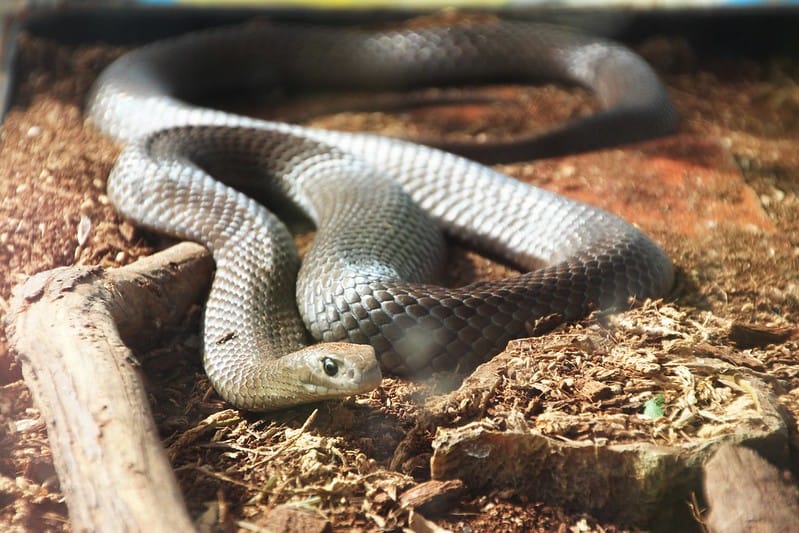 eastern brown snake aggressive australia