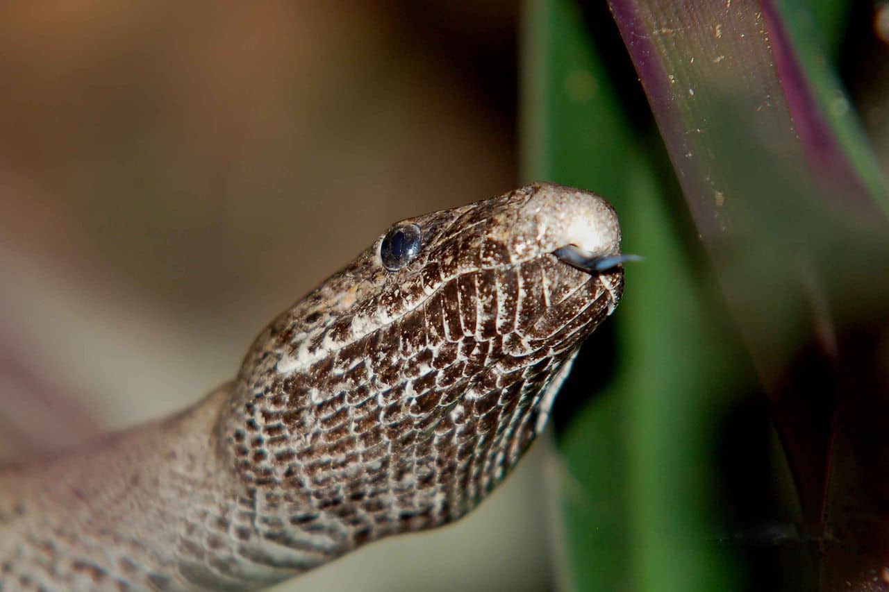 puerto rico boa snake caribbean