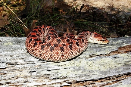 southern hognose snake endangered usa