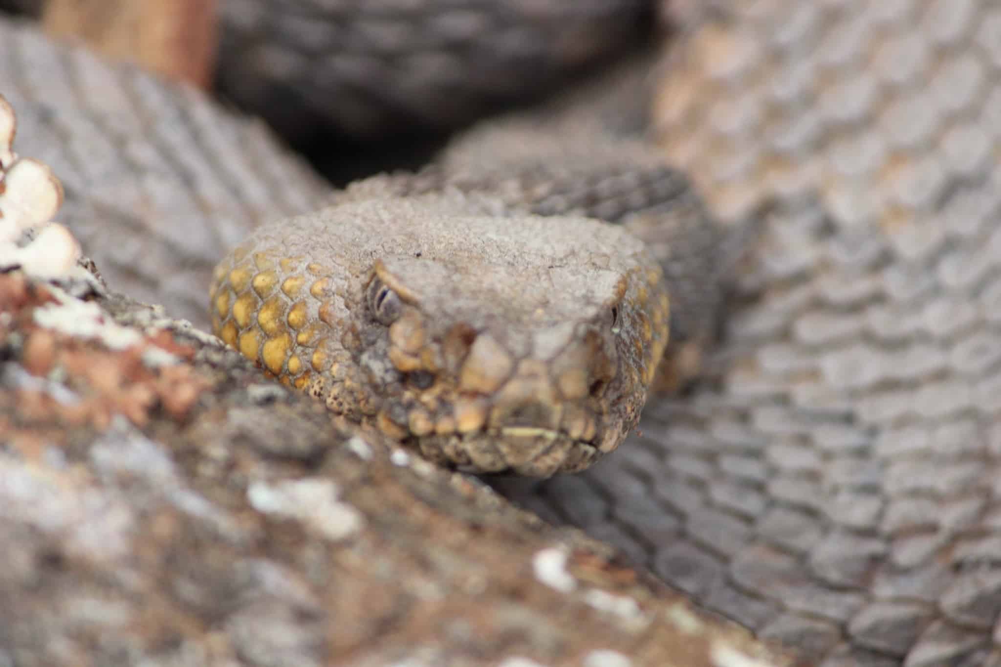 timber rattlesnake oldest lifespan snakes