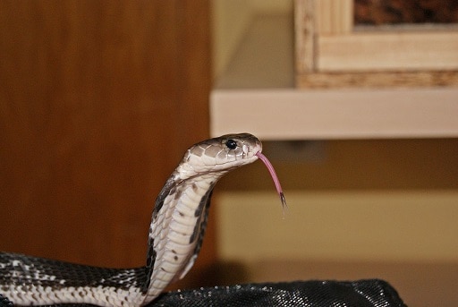 venomous thai snakes Naja siamensis