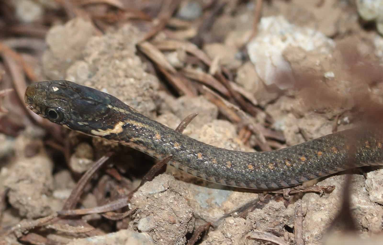 Amphiesma vibakari japanese snakes keelback