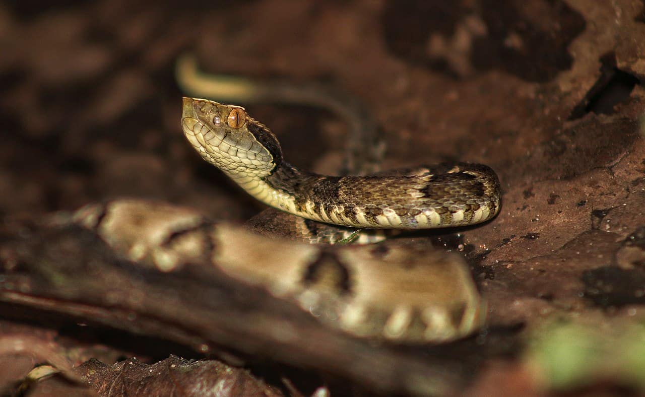 Bothrops Jararaca brazil venomous snakes
