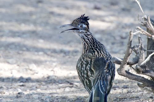 Greater Roadrunner Geococcyx californianus prairie rattlesnake