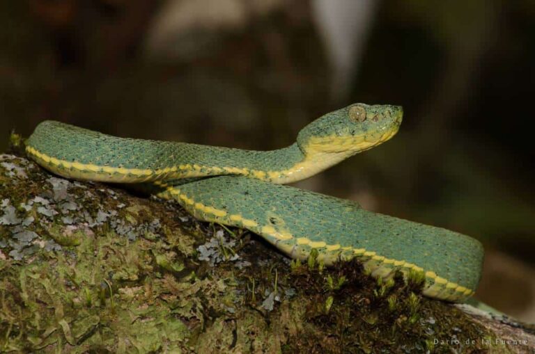 10 Venomous Snakes Of Brazil Snake Radar   Green Jararaca Bothrops Bilineatus Brazil 768x509 