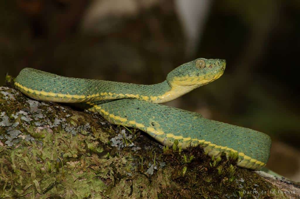 Green Jararaca Bothrops bilineatus brazil