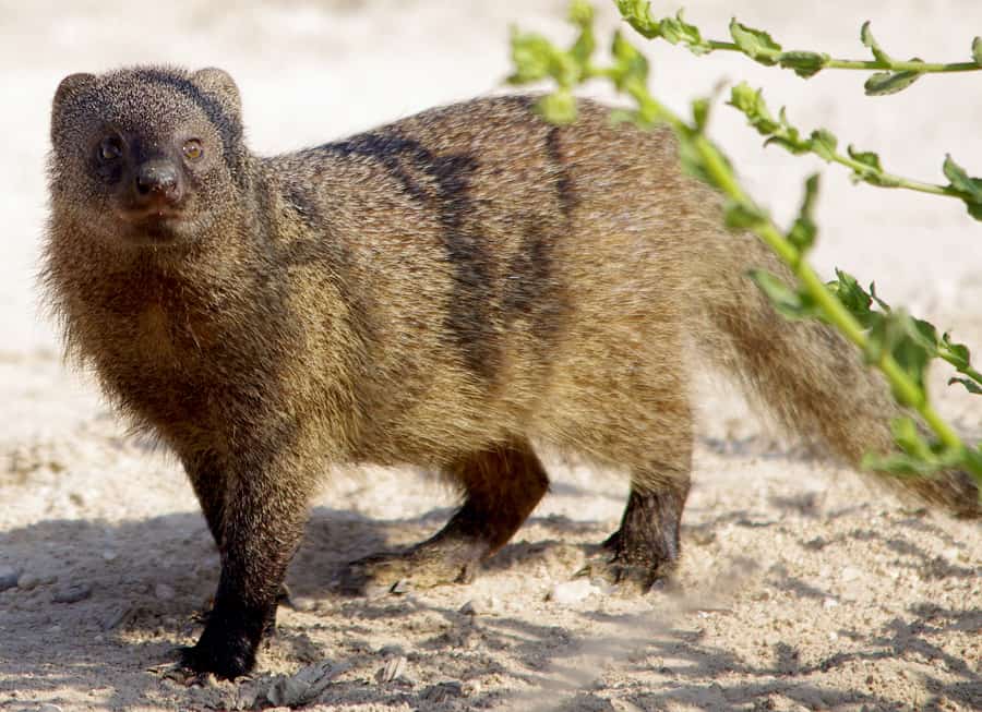 Herpestes ichneumon mongoose venom resistance