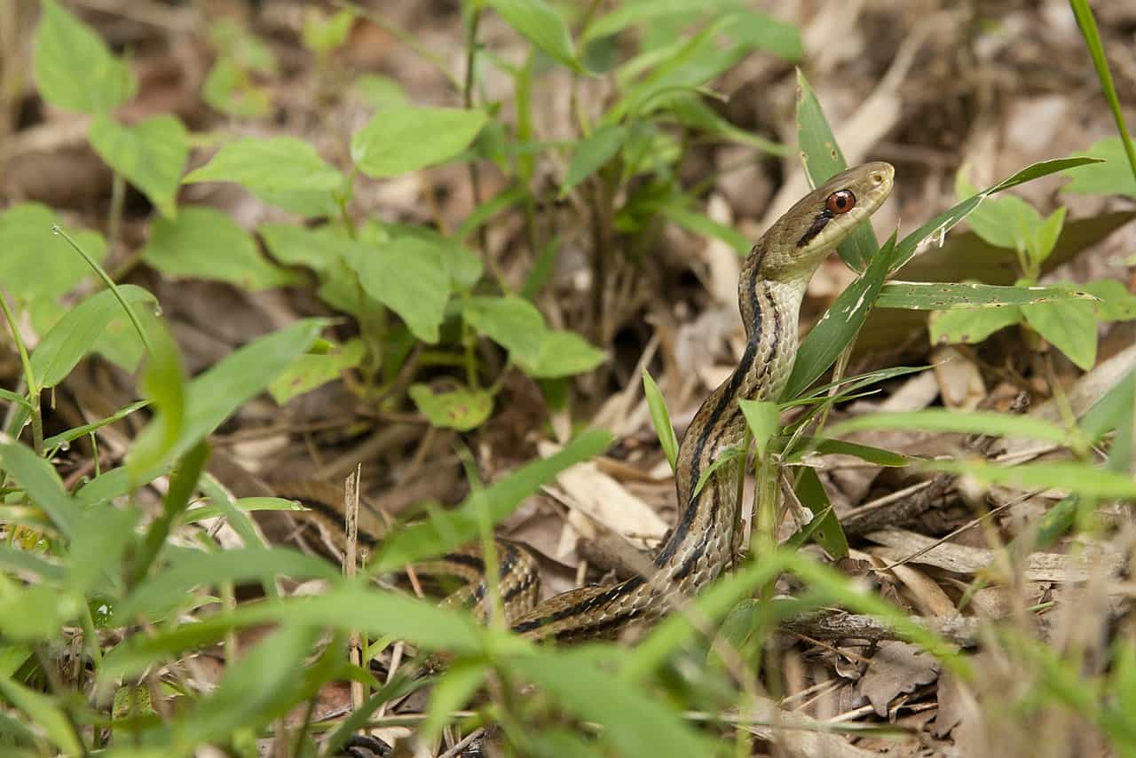 Japanese striped snake (Elaphe quadrivirgata)