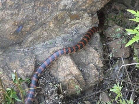 Lycodon rufozonatus japanese snake species