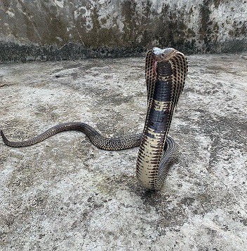 Mandalay spitting cobra (Naja mandalayensis)