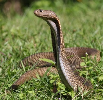 Naja philippinensis philippine spitting cobra