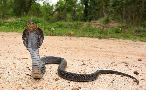 Naja siamensis indochinese spitting cobra