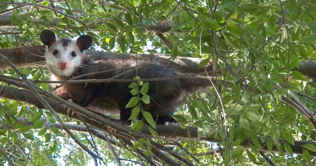 Opossum Didelphis virginiana venom resistance