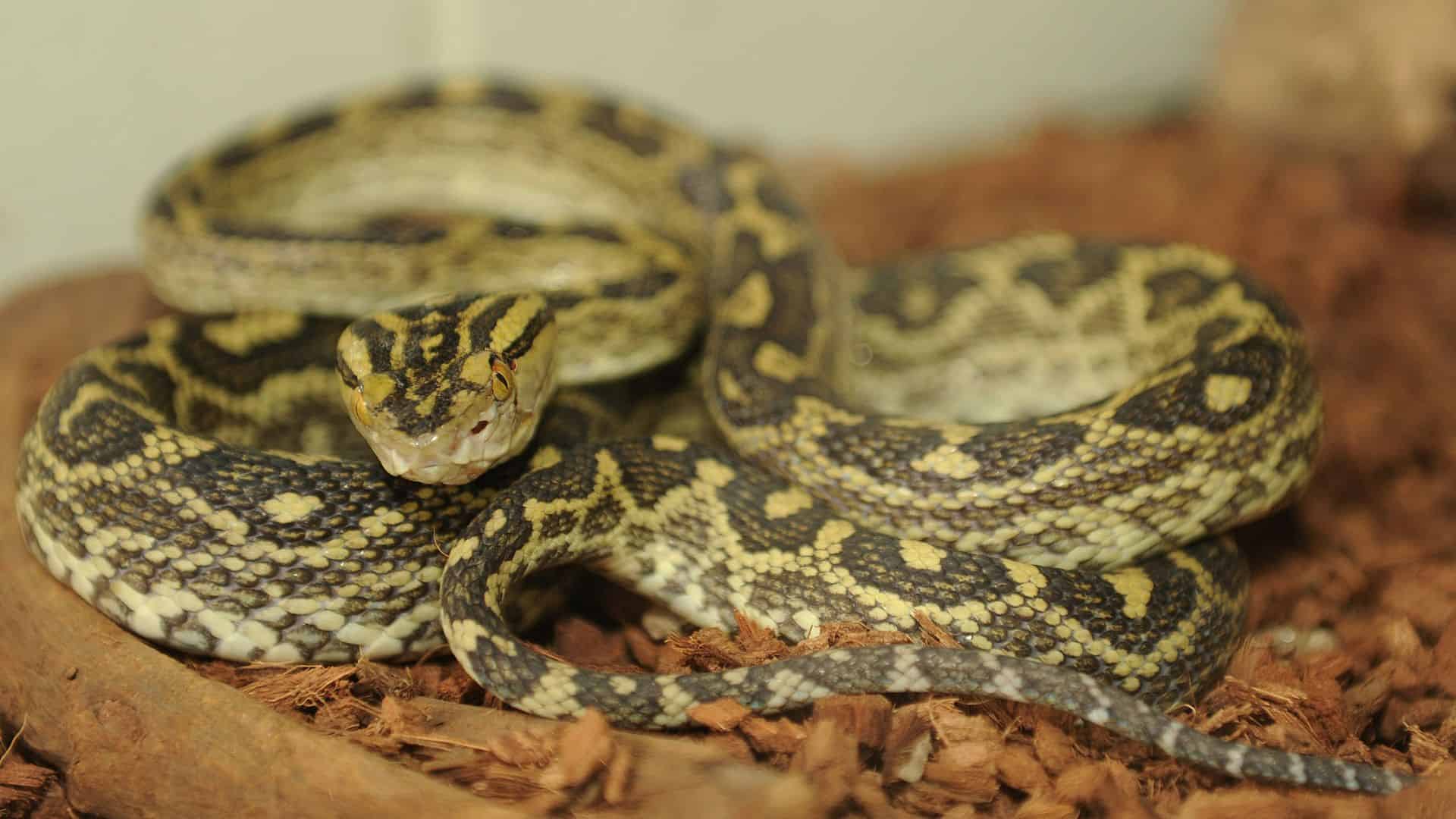 Protobothrops flavoviridis habu japanese snakes