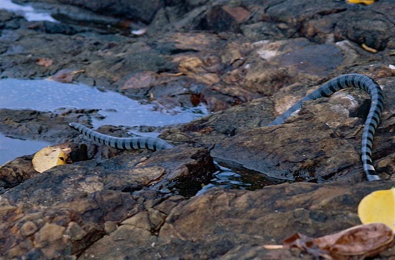 Pulau Kalampunian Damit snake island