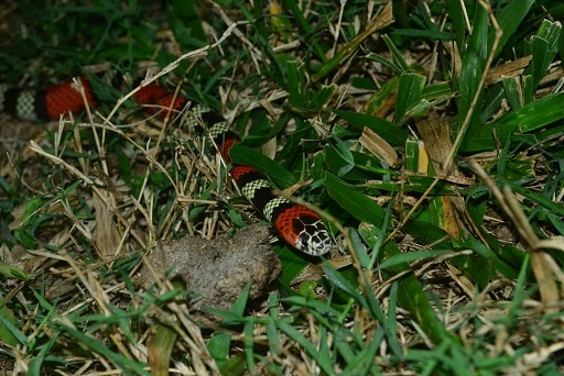 Southern Coralsnake Micrurus frontalis brazil