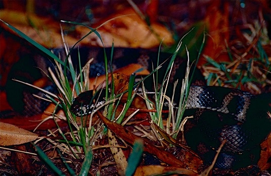 Stephen's Banded Snake (Hoplocephalus stephensii)