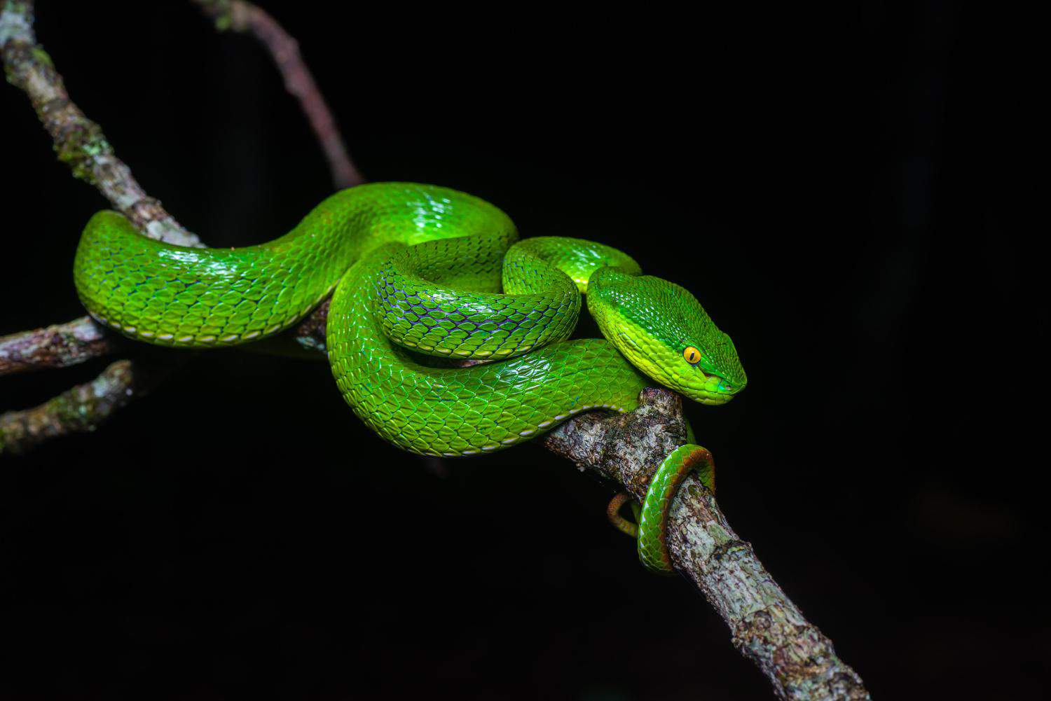 Trimeresurus albolabris (female) thailand snake