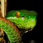 Trimeresurus albolabris head thailand snake