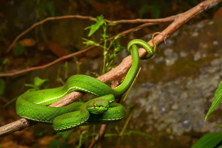 10 Facts About The White-Lipped Pit Viper - Snake Radar