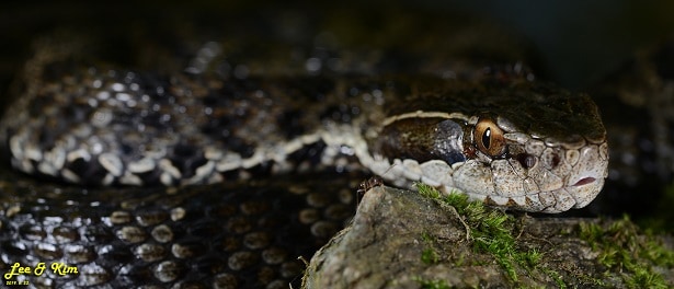 Tsushima Island Pitviper japanese snakes