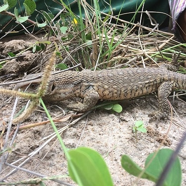 Varanus exanthematicus savannah monitor venom