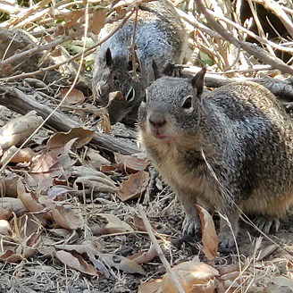 california ground squirrel venom resistance