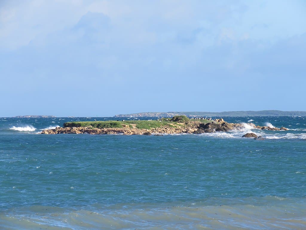 carnac island australia tiger snakes