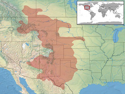 crotalus viridis map prairie rattlesnake