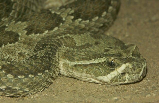 Prairie rattlesnake - Crotalus viridis hunting