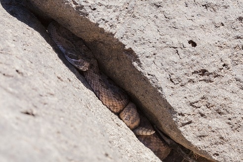 crotalus viridis prairie rattlesnake hibernation