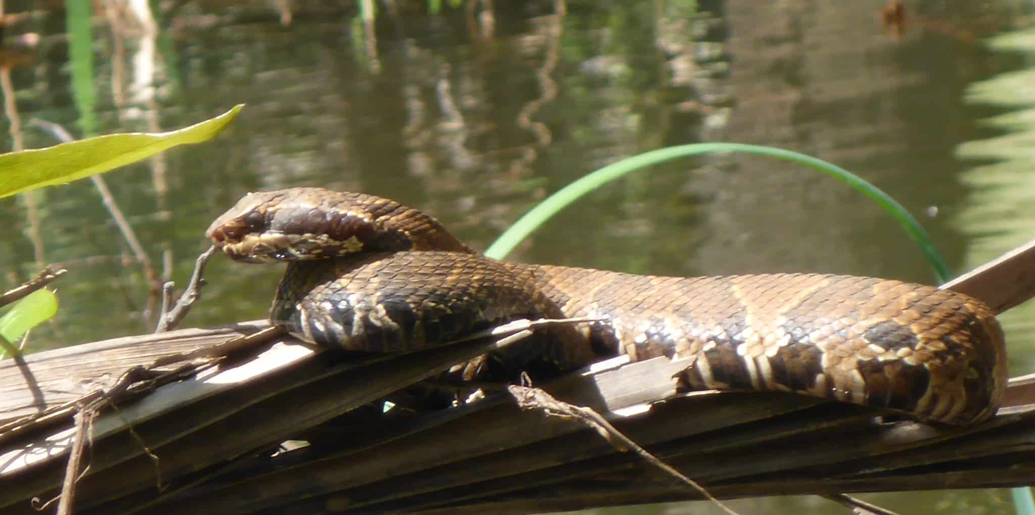 florida cottonmouth snake species swamps