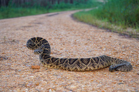 florida snakes eastern diamondback rattlesnake