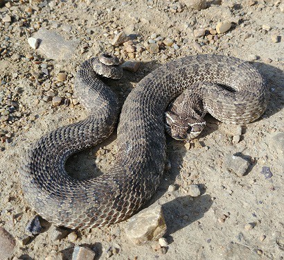 heterodon nasicus hognose snake america