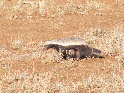 honey badger snake venom resistance