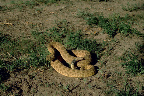 hopi rattlesnake crotalus viridis nuntius