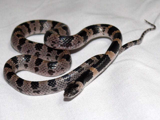 japanese snake species Lycodon orientalis