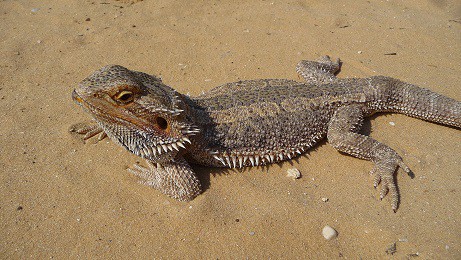 pogona vitticeps snake venom resistance