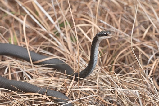 southern black racer florida snakes