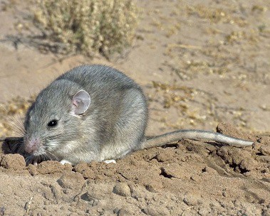 southern plains woodrat venom resistance