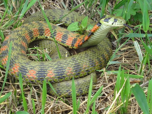 tiger keelback japanese snake species