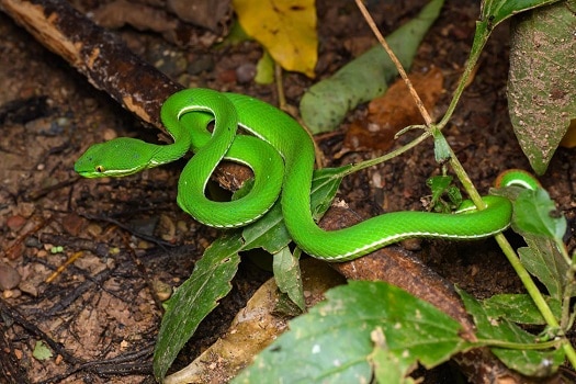 trimeresurus albolabris male thai snake