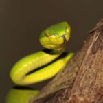 trimeresurus white lipped pitviper thailand
