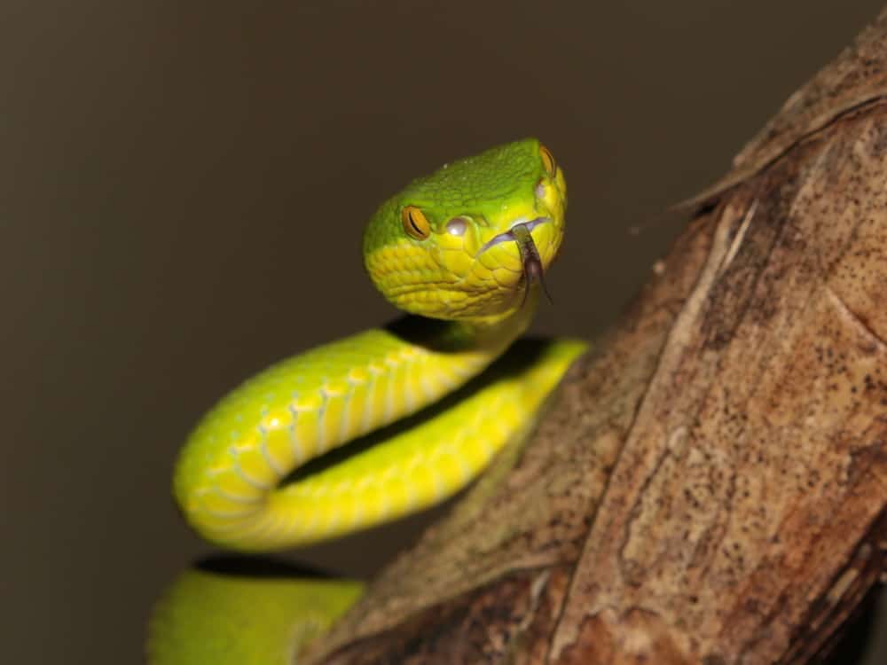10 Facts About The White-Lipped Pit Viper – Snake Radar