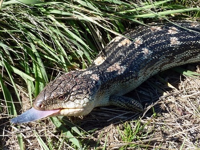 venom resistance blue tongued skink