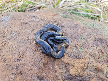 venomous australian snakes Cryptophis nigrescens