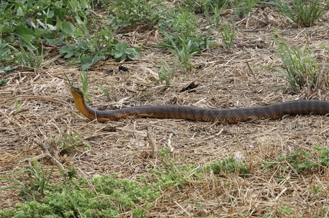 venomous australian snakes Notechis scutatus