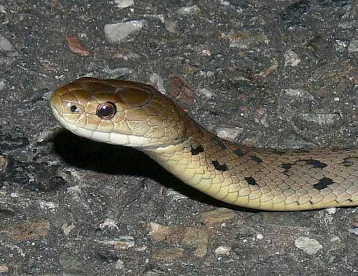 venomous australian snakes Tropidechis carinatus