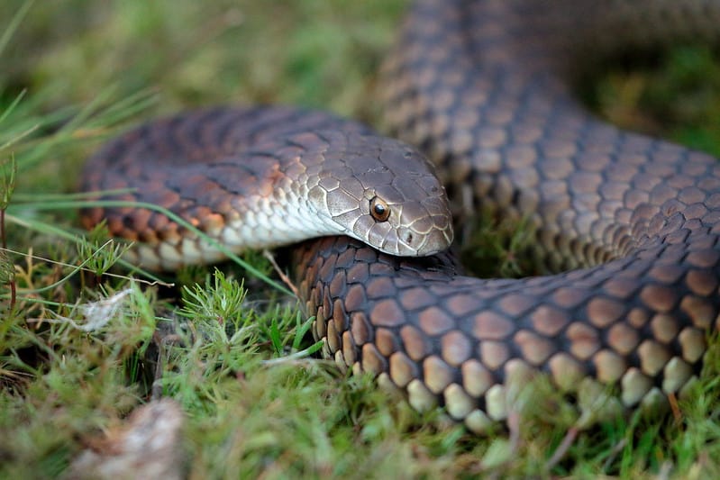 venomous australian snakes lowlands copperhead