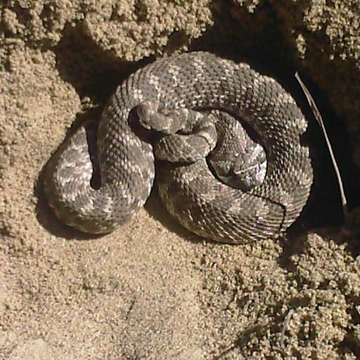 western hognose snake canada winnipeg